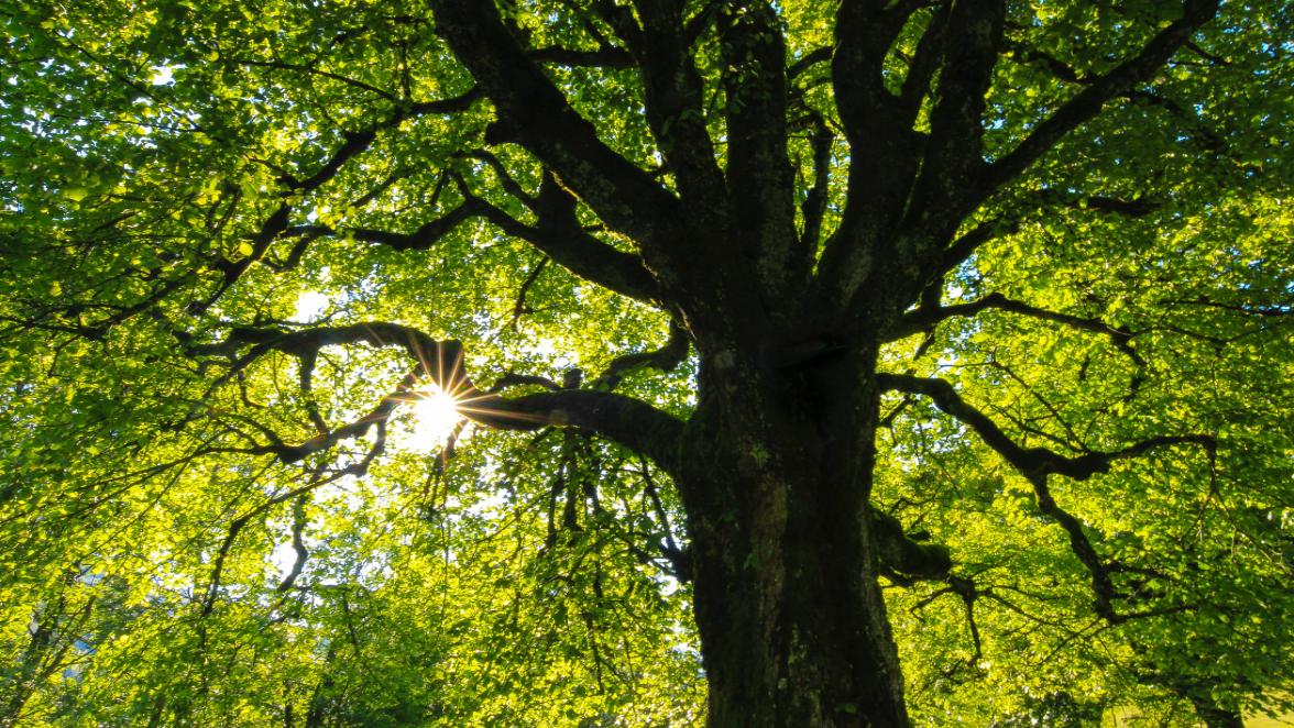 Sonne, die leicht durch die dichte, grüne Baumkrone in einen Wald strahlt