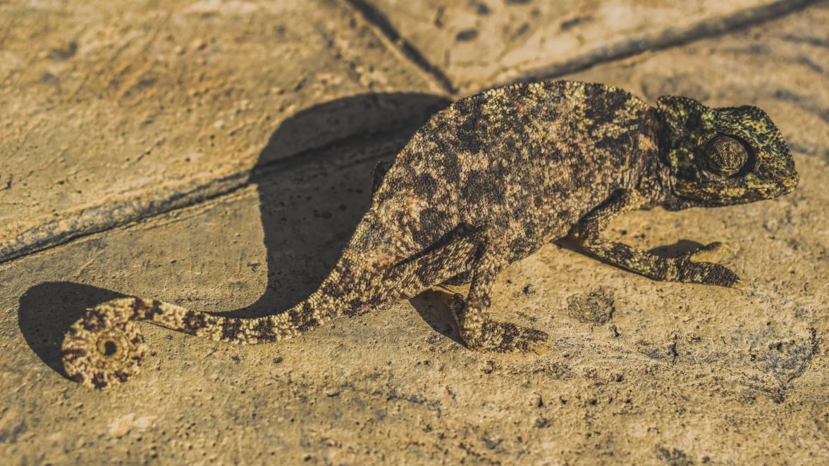 Ein Kameleon auf einem Steinboden