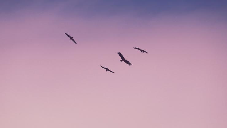 Vier schwarze Vögel die in einem blau-lilanen Himmel fliegen